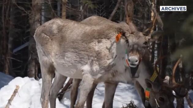 Caribous forestiers : Mort-né d'un caribou de la harde de Val-d'Or