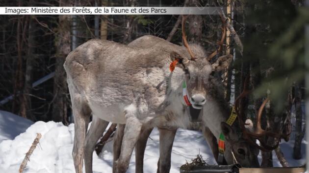 Caribous forestiers : 3 bêtes se sont échappées durant 5 mois de l'enclos